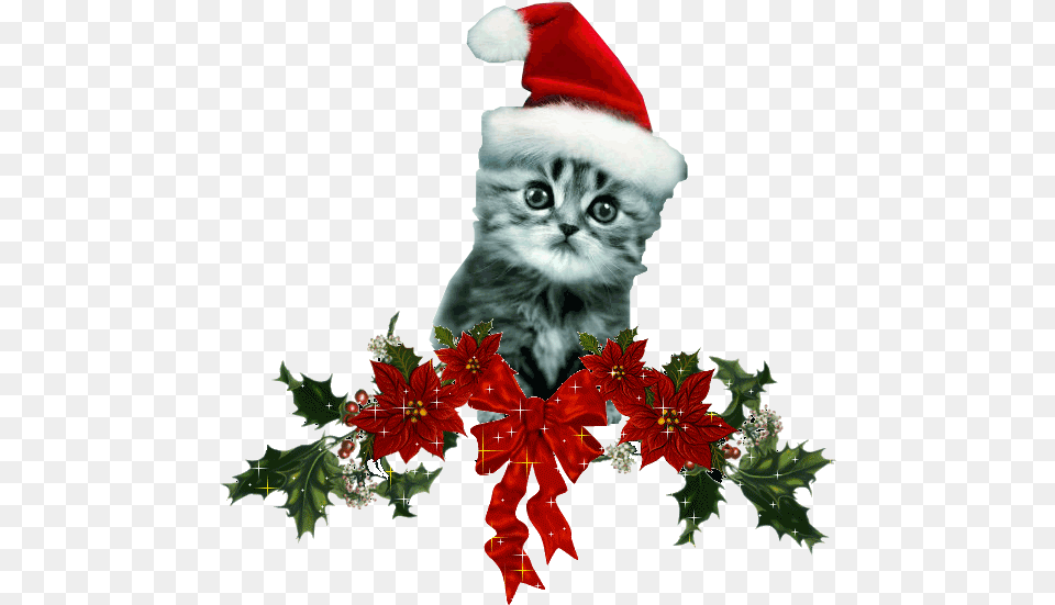 Chats De Noel Images Christmas Decoration Animated Gif, Leaf, Plant, Animal, Cat Free Transparent Png
