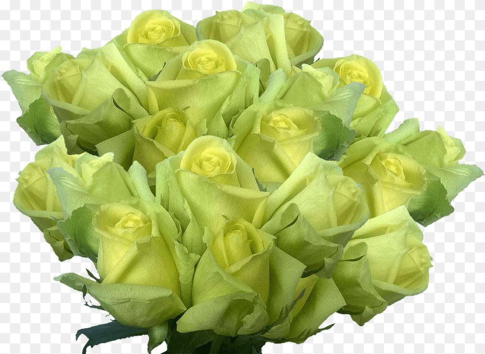 Cheap Light Green Roses Huge Rose Flowers Bouquet Pale, Plant, Flower, Flower Arrangement, Flower Bouquet Png Image