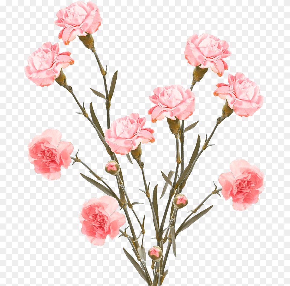 Cheap Pink Spray Carnation Flowers Carnation, Flower, Plant, Rose Png