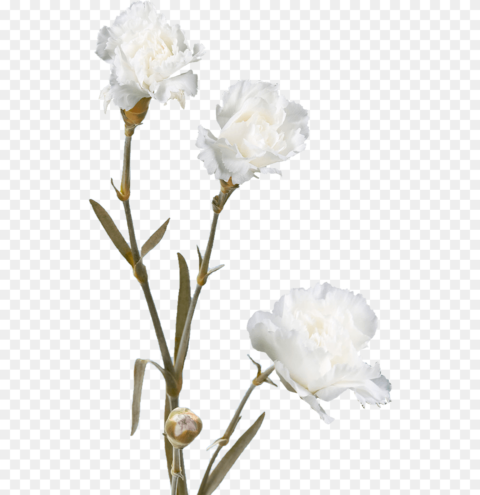 Cheap White Spray Carnation Flowers Floribunda, Flower, Plant, Rose Png