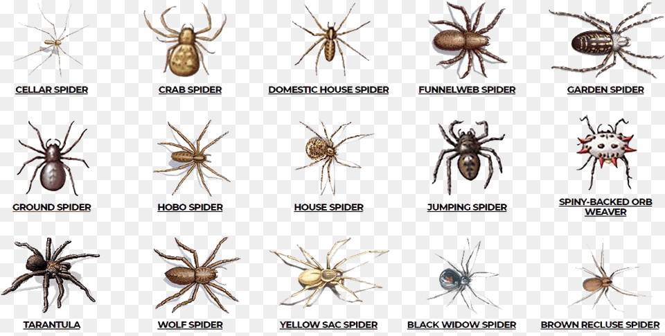 Check Here Are Various Types Of Spiders Such As Cellar Poisonous Spiders In Alabama, Animal, Invertebrate, Spider, Insect Free Png