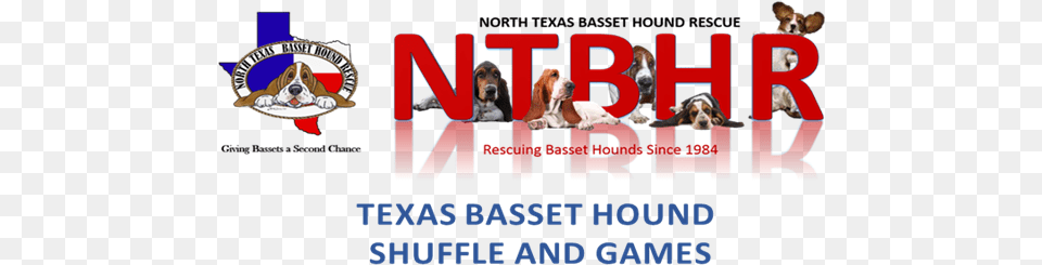 Check Our Website For Online Registration This Year Basset Hound, Animal, Canine, Dog, Mammal Png