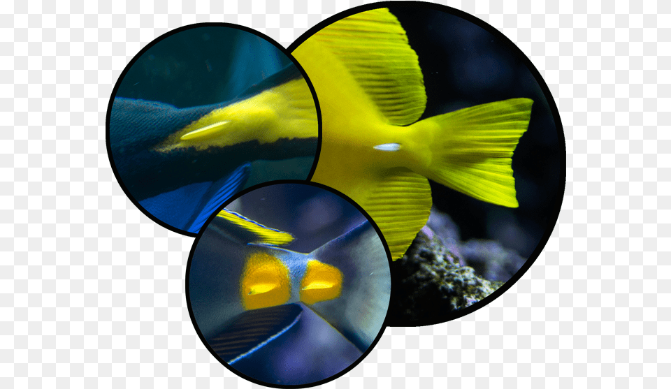 Check Out Those Scalpels Blue Tang Tail, Aquatic, Water, Animal, Sea Life Free Transparent Png