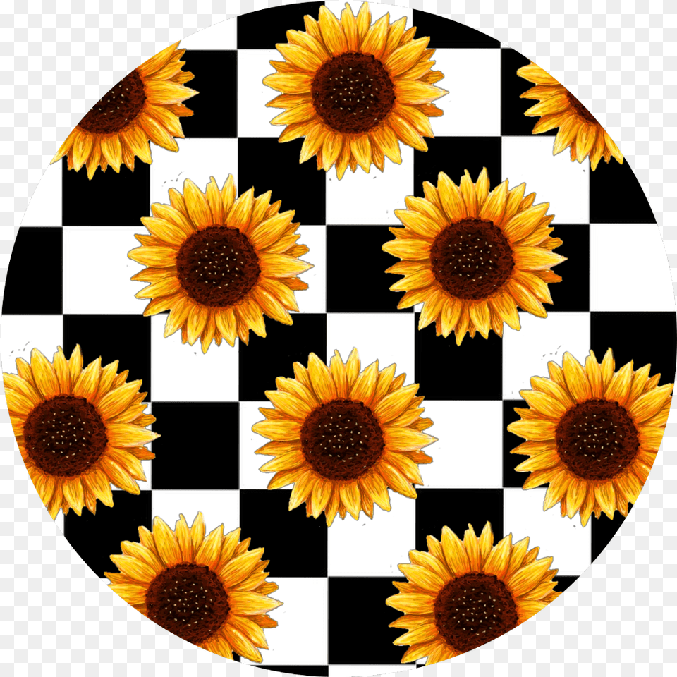 Checkerboard Background With Sunflowers Aesthetic Sunflower, Flower, Plant, Chess, Game Free Png