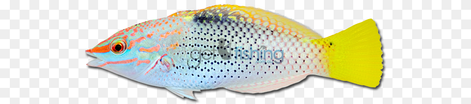 Checkerboard Wrasse, Animal, Fish, Sea Life Free Png Download