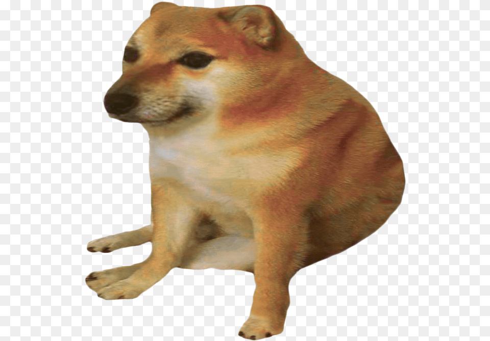 Cheems Doge, Animal, Mammal, Monkey, Wildlife Png Image