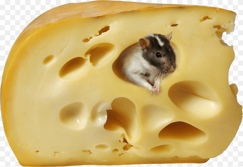 Cheese Png Image