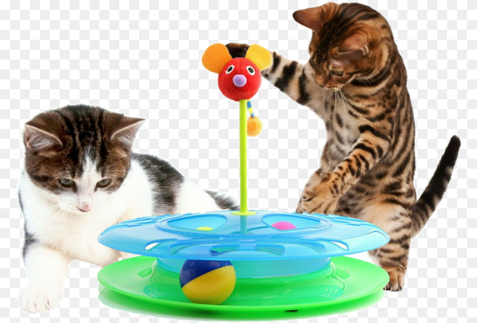 Cheese Chase Track Ball Cat Toy Cat Chasing Ball Toy, Animal, Mammal, Pet, Kitten Free Png