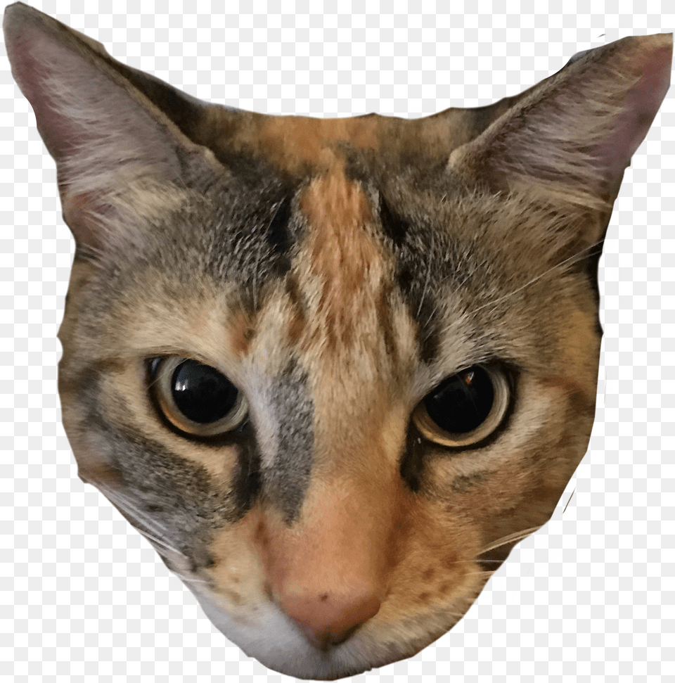Cheese Cheesethecat Cats Cat Calico Calicocat Domestic Short Haired Cat Free Png Download