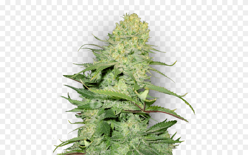 Cheese Feminized Marijuana Seeds Cheese Auto Fem, Plant, Leaf, Hemp, Weed Free Transparent Png