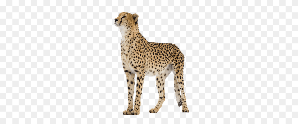 Cheetah, Animal, Mammal, Wildlife Png