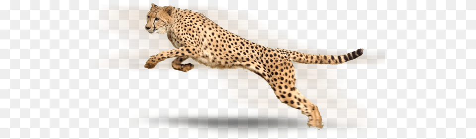 Cheetah, Animal, Mammal, Wildlife Png