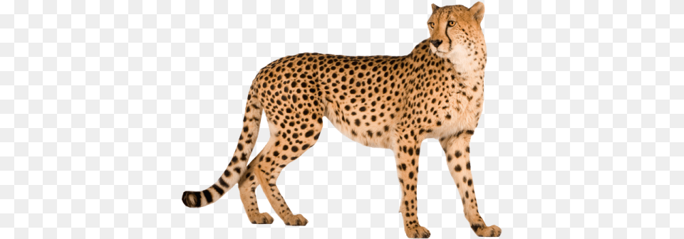 Cheetah, Animal, Mammal, Wildlife Free Png Download