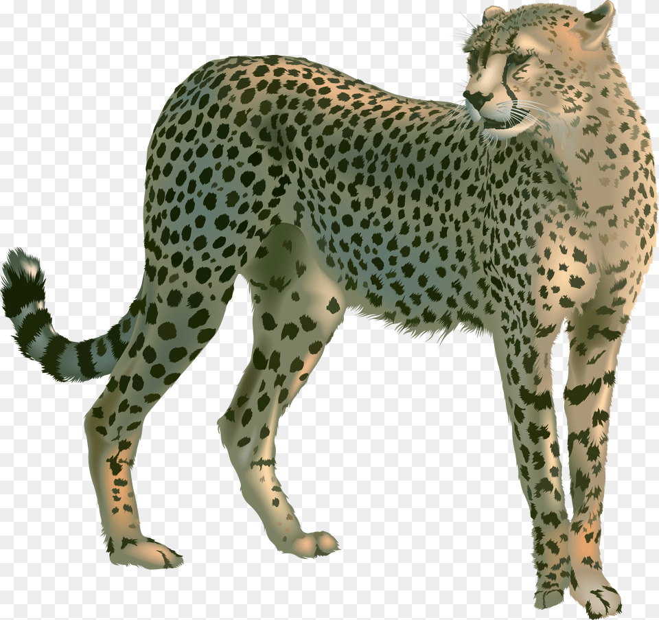 Cheetah, Animal, Mammal, Wildlife, Bear Png Image