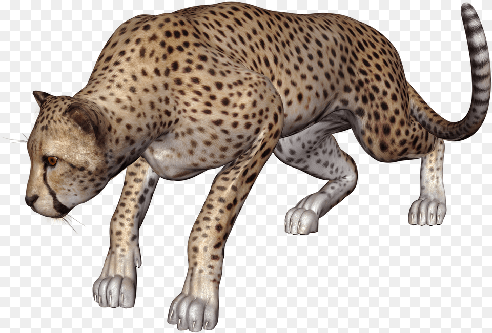 Cheetah, Animal, Mammal, Wildlife Free Png
