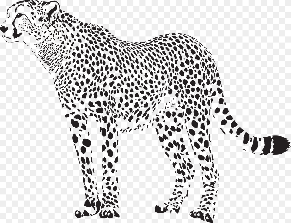 Cheetah, Animal, Mammal, Wildlife, Person Png Image