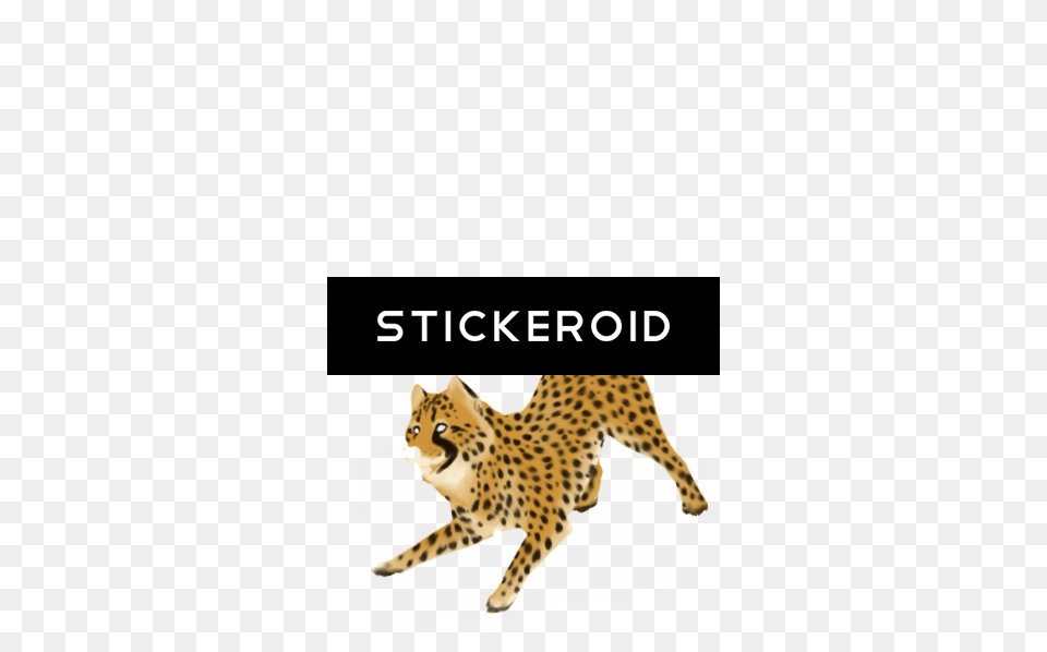 Cheetah, Animal, Mammal, Wildlife, Panther Png Image