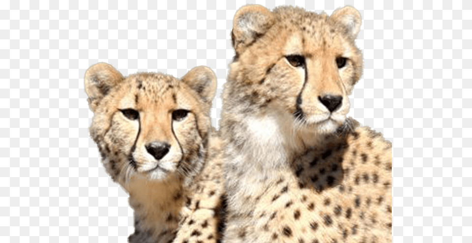 Cheetah, Animal, Mammal, Wildlife Free Png Download