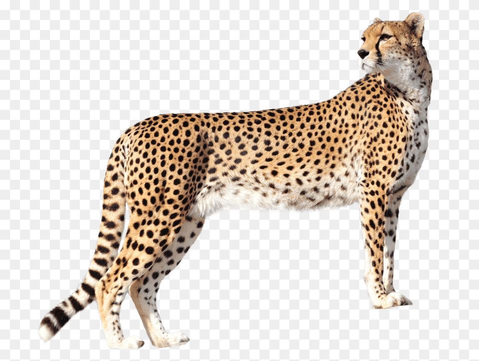 Cheetah, Animal, Mammal, Wildlife Png