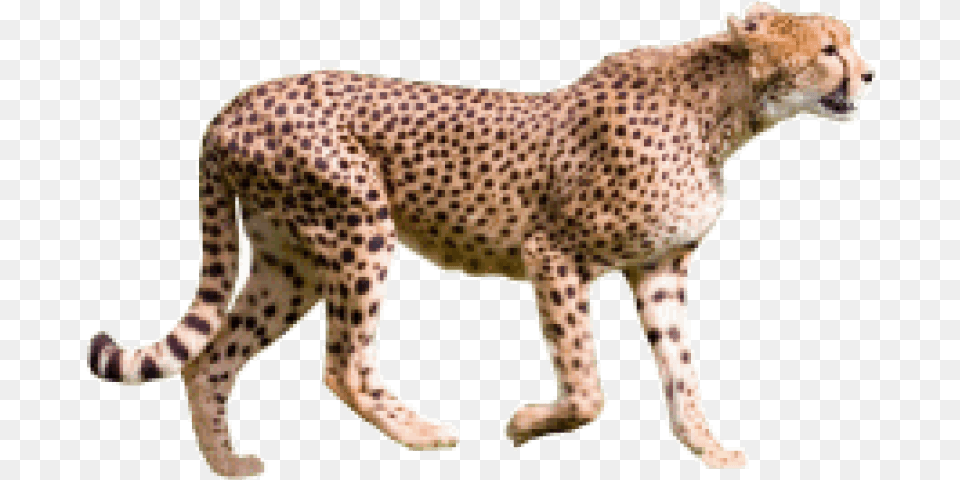 Cheetah, Animal, Mammal, Wildlife, Person Free Png