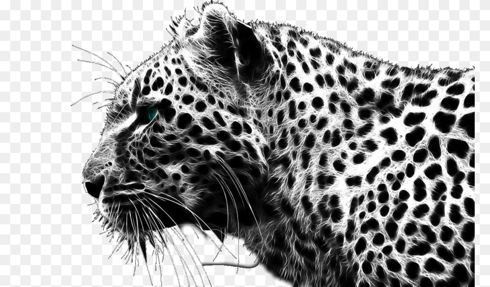 Cheetah, Animal, Mammal, Panther, Wildlife Png Image