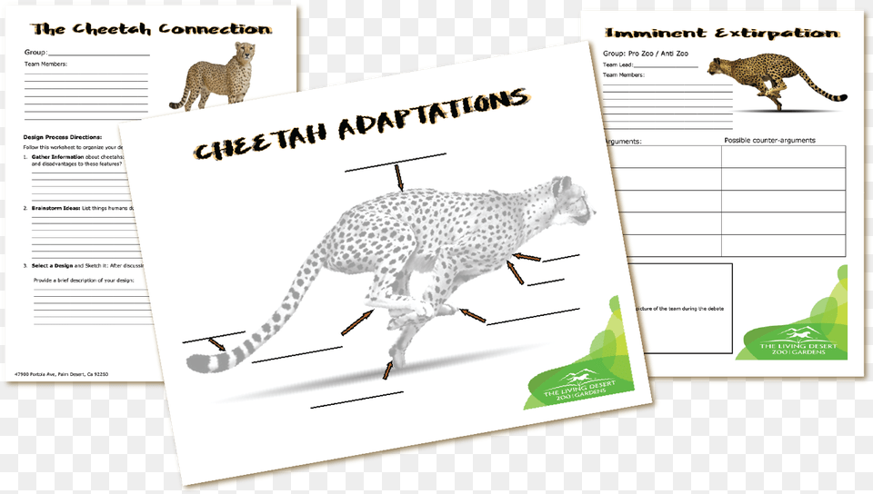 Cheetah, Advertisement, Animal, Mammal, Page Free Png