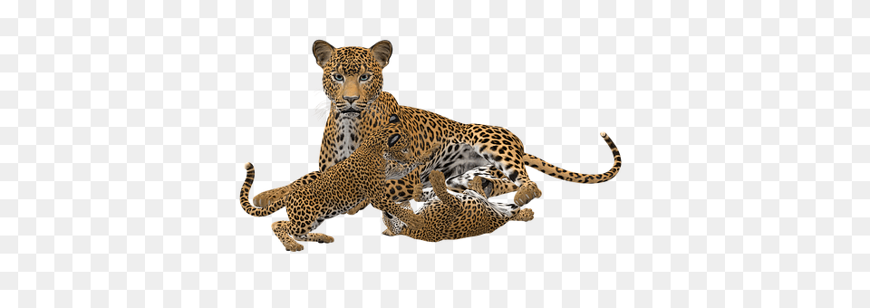 Cheetah Animal, Mammal, Panther, Wildlife Free Transparent Png
