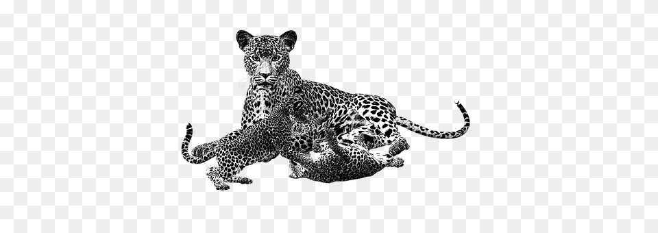 Cheetah Animal, Mammal, Wildlife, Panther Png