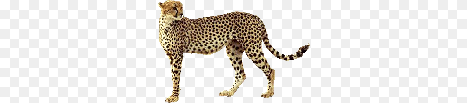 Cheetah, Animal, Mammal, Wildlife Png Image