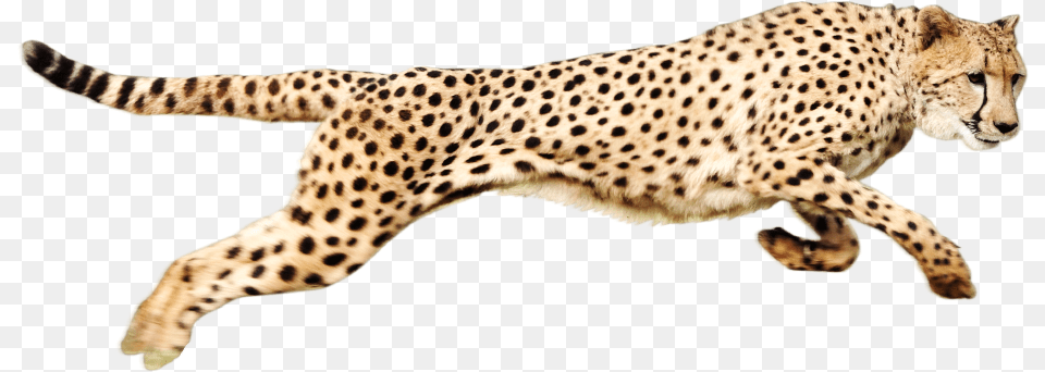 Cheetah, Animal, Mammal, Wildlife Png Image