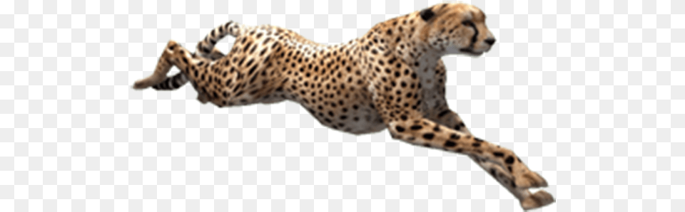 Cheetah, Animal, Mammal, Wildlife Png