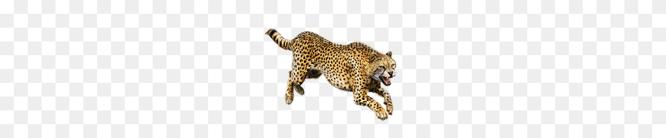 Cheetah, Animal, Mammal, Wildlife Png