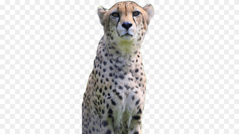 Cheetah, Animal, Mammal, Wildlife Free Transparent Png