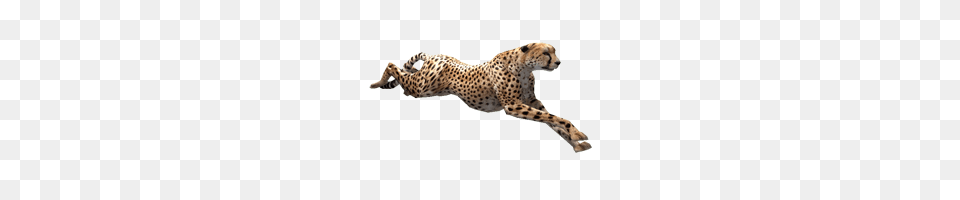 Cheetah, Animal, Mammal, Wildlife Free Transparent Png