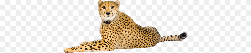 Cheetah, Animal, Mammal, Wildlife Png Image