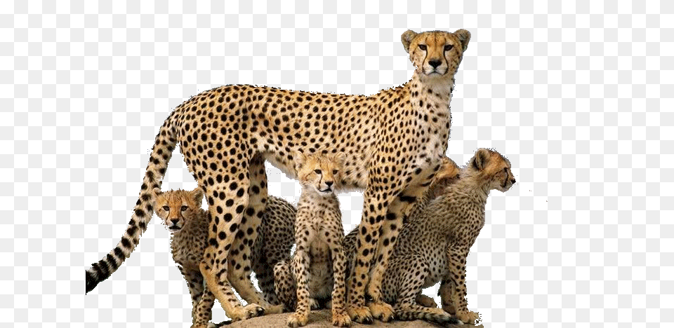 Cheetah, Animal, Mammal, Wildlife Png Image