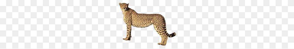 Cheetah, Animal, Mammal, Wildlife Free Png Download