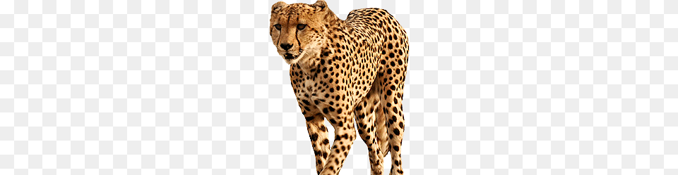 Cheetah, Animal, Mammal, Wildlife Png