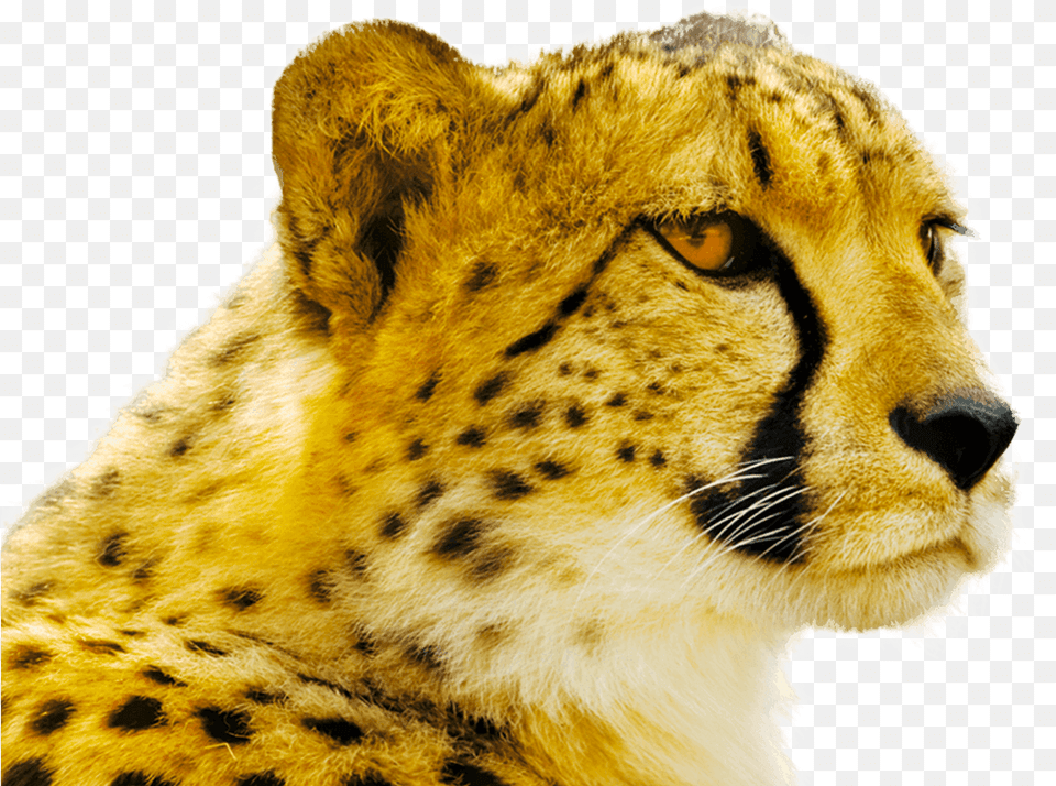 Cheetah, Animal, Mammal, Wildlife Free Png Download