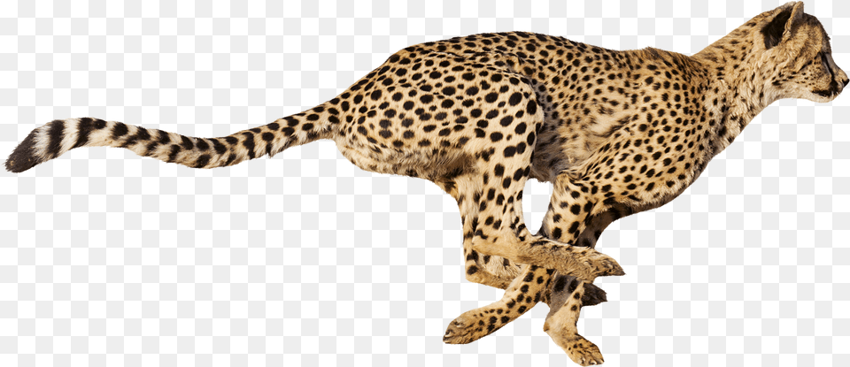 Cheetah, Animal, Mammal, Wildlife Free Transparent Png