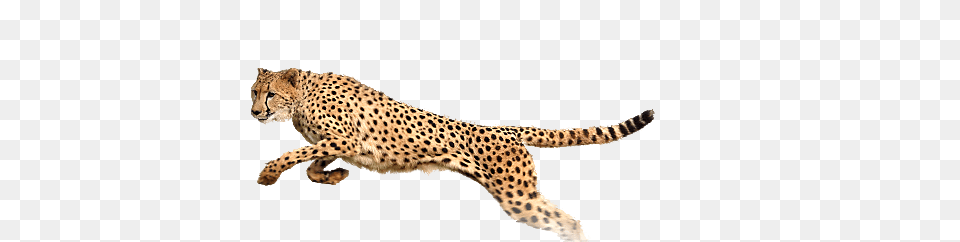 Cheetah, Animal, Mammal, Wildlife Png