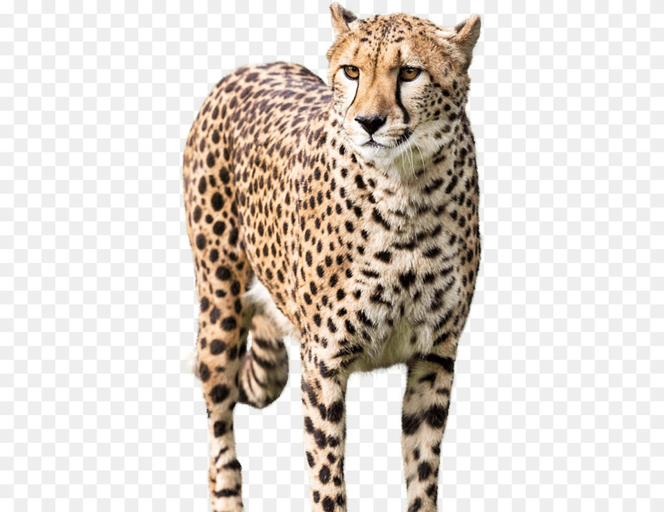 Cheetah, Animal, Mammal, Wildlife Free Transparent Png