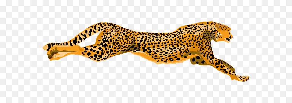 Cheetah Animal, Mammal, Wildlife, Panther Png