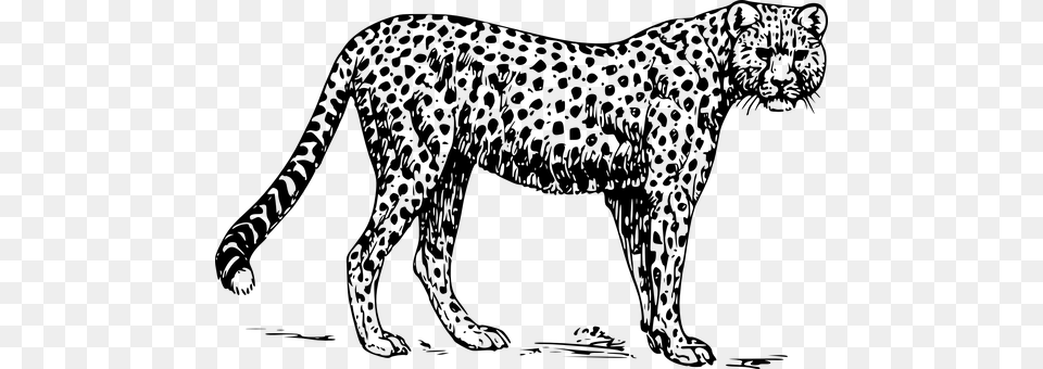 Cheetah Gray Free Transparent Png