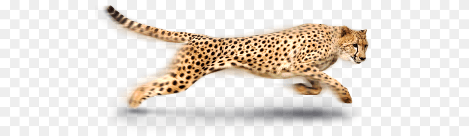 Cheetah, Animal, Mammal, Wildlife Free Png