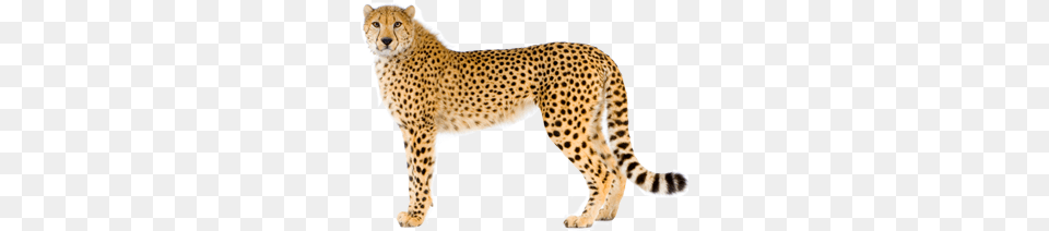 Cheetah, Animal, Mammal, Wildlife Png Image