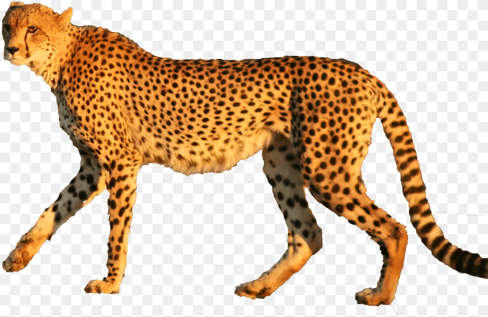 Cheetah, Mineral, Accessories, Diamond, Gemstone Free Png