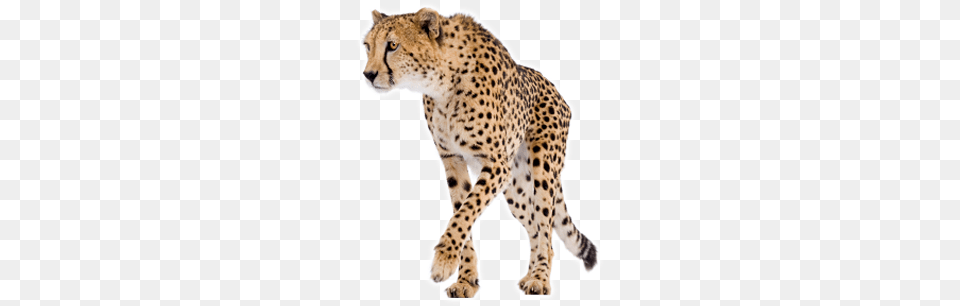 Cheetah, Animal, Mammal, Wildlife Png