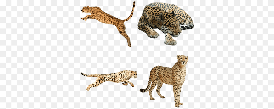 Cheetah Animal, Mammal, Wildlife, Panther Free Png Download