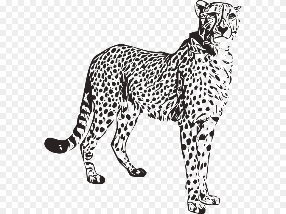 Cheetah Animal Wild Nature Africa Safari Wildlife Animal Cheetah, Person, Mammal, Panther Png Image
